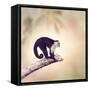 White Throated Capuchin Monkey on a Branch-Svetlana Foote-Framed Stretched Canvas