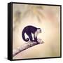 White Throated Capuchin Monkey on a Branch-Svetlana Foote-Framed Stretched Canvas