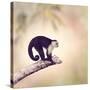 White Throated Capuchin Monkey on a Branch-Svetlana Foote-Stretched Canvas