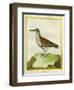 White-Throated Dipper-Georges-Louis Buffon-Framed Giclee Print