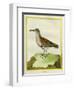 White-Throated Dipper-Georges-Louis Buffon-Framed Giclee Print