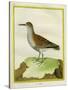 White-Throated Dipper-Georges-Louis Buffon-Stretched Canvas