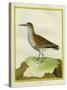 White-Throated Dipper-Georges-Louis Buffon-Stretched Canvas