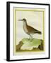 White-Throated Dipper-Georges-Louis Buffon-Framed Giclee Print