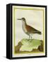 White-Throated Dipper-Georges-Louis Buffon-Framed Stretched Canvas