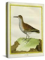 White-Throated Dipper-Georges-Louis Buffon-Stretched Canvas