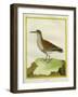 White-Throated Dipper-Georges-Louis Buffon-Framed Giclee Print