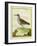 White-Throated Dipper-Georges-Louis Buffon-Framed Giclee Print