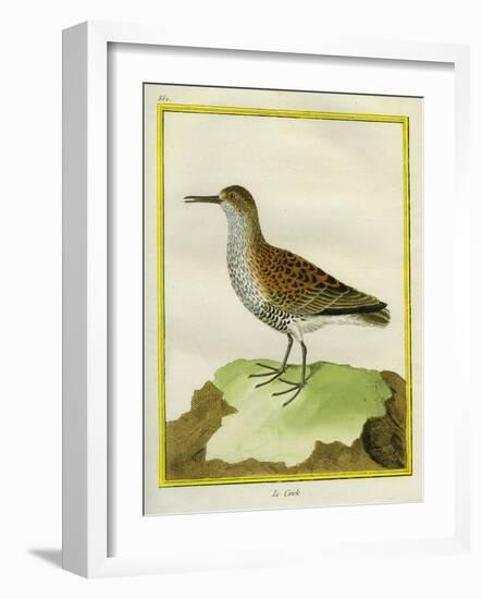 White-Throated Dipper-Georges-Louis Buffon-Framed Giclee Print