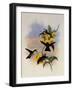 White-Throated Emerald, Thaumatias Leucogaster-John Gould-Framed Giclee Print