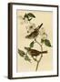 White Throated Finch-John James Audubon-Framed Art Print
