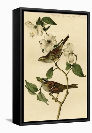 White Throated Finch-John James Audubon-Framed Stretched Canvas