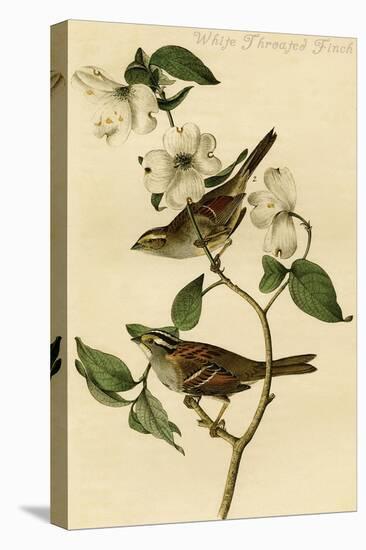 White Throated Finch-John James Audubon-Stretched Canvas