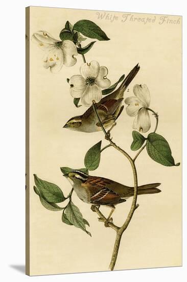 White Throated Finch-John James Audubon-Stretched Canvas