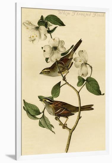 White Throated Finch-John James Audubon-Framed Art Print