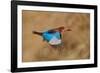 White-Throated Kingfisher Catch-Assaf Gavra-Framed Photographic Print