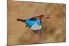White-Throated Kingfisher Catch-Assaf Gavra-Mounted Photographic Print