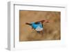 White-Throated Kingfisher Catch-Assaf Gavra-Framed Photographic Print