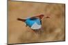 White-Throated Kingfisher Catch-Assaf Gavra-Mounted Photographic Print