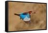 White-Throated Kingfisher Catch-Assaf Gavra-Framed Stretched Canvas