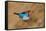 White-Throated Kingfisher Catch-Assaf Gavra-Framed Stretched Canvas