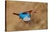 White-Throated Kingfisher Catch-Assaf Gavra-Stretched Canvas