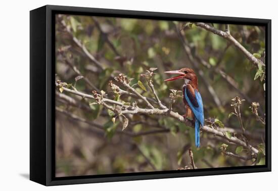 White Throated Kingfisher, Corbett National Park, India-Jagdeep Rajput-Framed Stretched Canvas