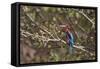 White Throated Kingfisher, Corbett National Park, India-Jagdeep Rajput-Framed Stretched Canvas