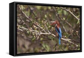 White Throated Kingfisher, Corbett National Park, India-Jagdeep Rajput-Framed Stretched Canvas