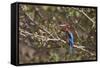 White Throated Kingfisher, Corbett National Park, India-Jagdeep Rajput-Framed Stretched Canvas