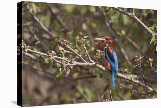 White Throated Kingfisher, Corbett National Park, India-Jagdeep Rajput-Stretched Canvas