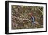 White Throated Kingfisher, Corbett National Park, India-Jagdeep Rajput-Framed Photographic Print