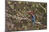 White Throated Kingfisher, Corbett National Park, India-Jagdeep Rajput-Mounted Photographic Print