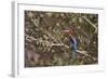 White Throated Kingfisher, Corbett National Park, India-Jagdeep Rajput-Framed Photographic Print