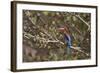 White Throated Kingfisher, Corbett National Park, India-Jagdeep Rajput-Framed Photographic Print