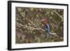 White Throated Kingfisher, Corbett National Park, India-Jagdeep Rajput-Framed Photographic Print