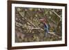 White Throated Kingfisher, Corbett National Park, India-Jagdeep Rajput-Framed Photographic Print