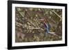 White Throated Kingfisher, Corbett National Park, India-Jagdeep Rajput-Framed Photographic Print