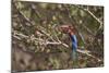 White Throated Kingfisher, Corbett National Park, India-Jagdeep Rajput-Mounted Photographic Print