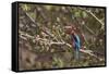 White Throated Kingfisher, Corbett National Park, India-Jagdeep Rajput-Framed Stretched Canvas