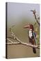 White Throated Kingfisher, Corbett National Park, India-Jagdeep Rajput-Stretched Canvas