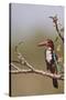 White Throated Kingfisher, Corbett National Park, India-Jagdeep Rajput-Stretched Canvas