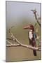 White Throated Kingfisher, Corbett National Park, India-Jagdeep Rajput-Mounted Photographic Print