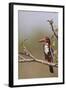 White Throated Kingfisher, Corbett National Park, India-Jagdeep Rajput-Framed Photographic Print