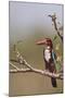 White Throated Kingfisher, Corbett National Park, India-Jagdeep Rajput-Mounted Photographic Print