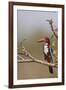 White Throated Kingfisher, Corbett National Park, India-Jagdeep Rajput-Framed Photographic Print