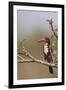 White Throated Kingfisher, Corbett National Park, India-Jagdeep Rajput-Framed Photographic Print