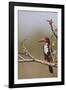 White Throated Kingfisher, Corbett National Park, India-Jagdeep Rajput-Framed Photographic Print