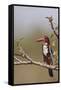 White Throated Kingfisher, Corbett National Park, India-Jagdeep Rajput-Framed Stretched Canvas