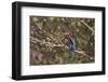 White Throated Kingfisher, Corbett National Park, India-Jagdeep Rajput-Framed Photographic Print